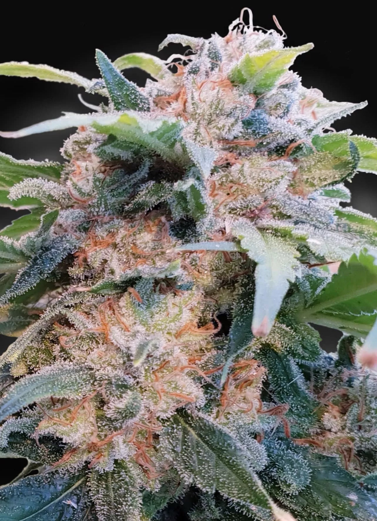 3 graines de cbd sweet lullaby